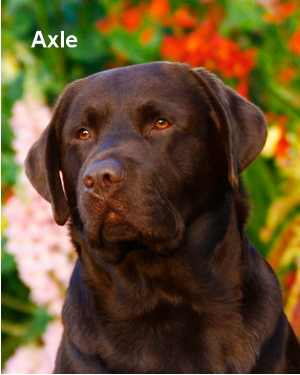 Axle